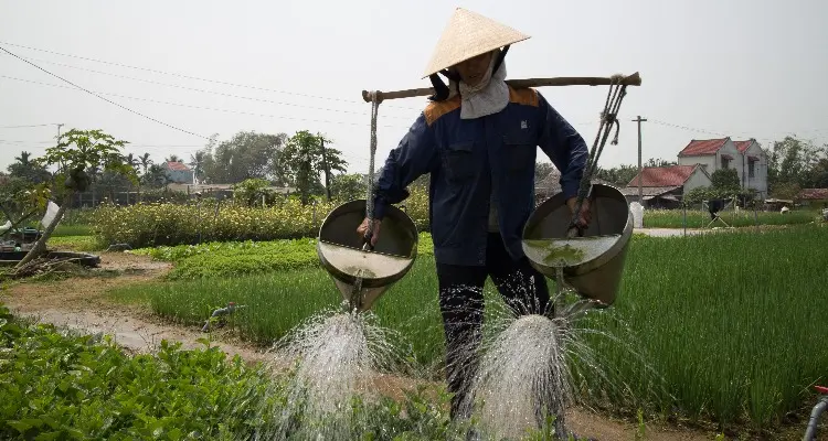hoi an farming experience