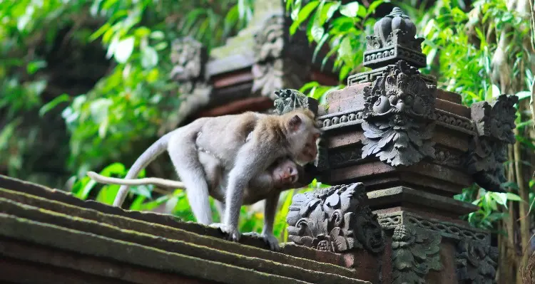 Bali Ubud Monkey