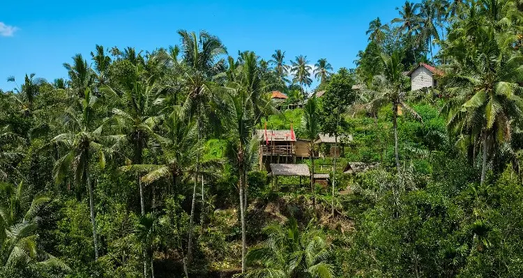 Balinese farm