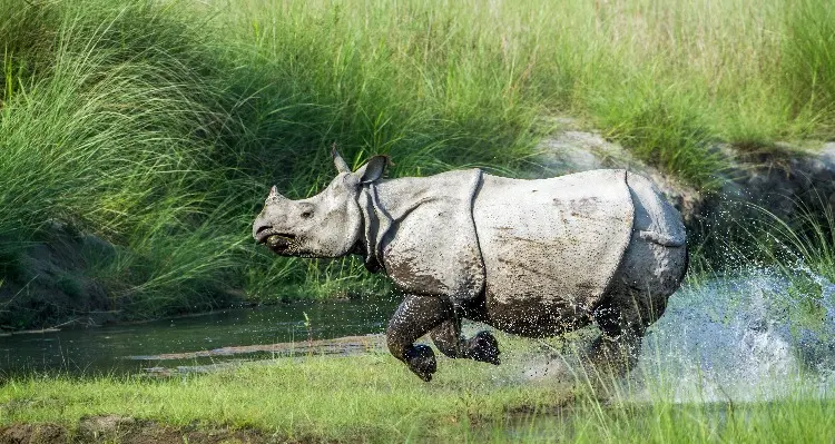 a rhinocero in the river