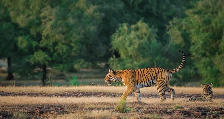 tiger safari