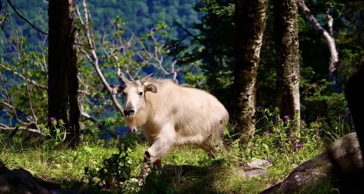 white takin in the forest