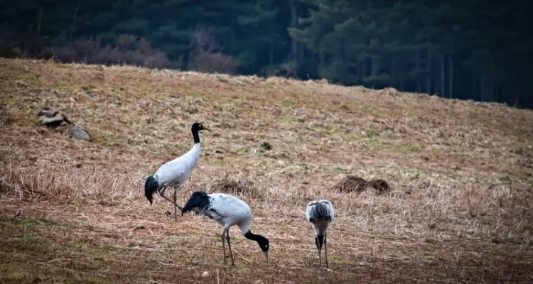 black-neck cranes