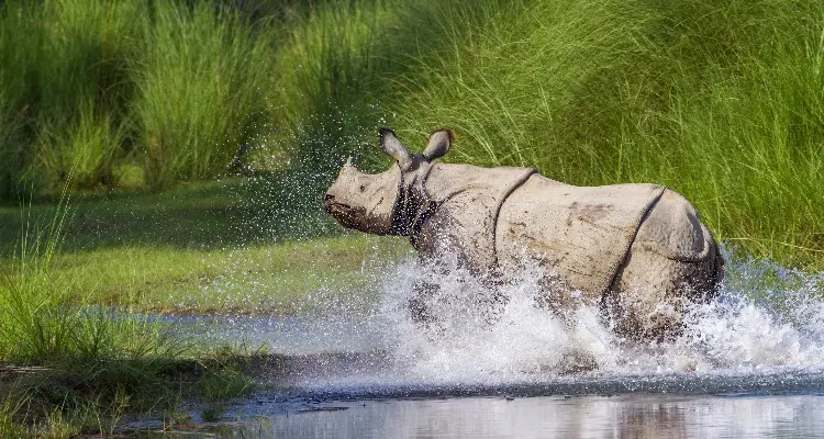a rhinocero in the river