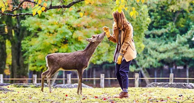 feeding the deer at Nara Park
