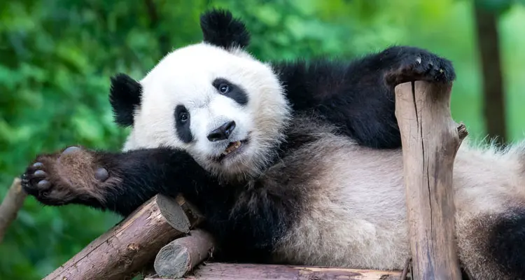 cute panda in Chengdu