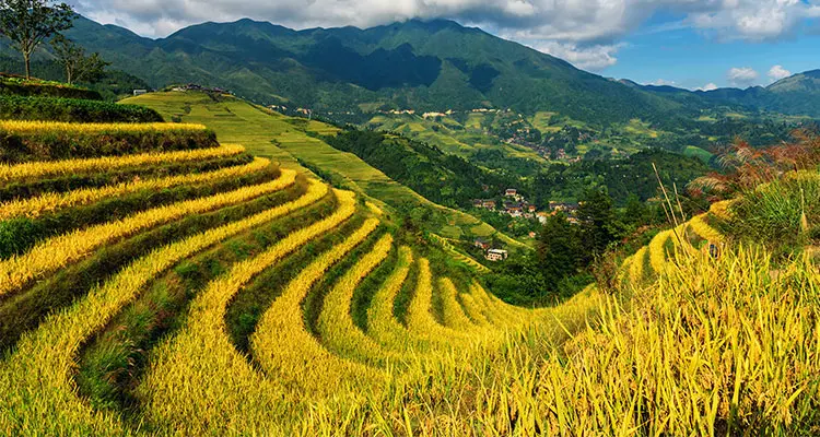 Longji rice terraces