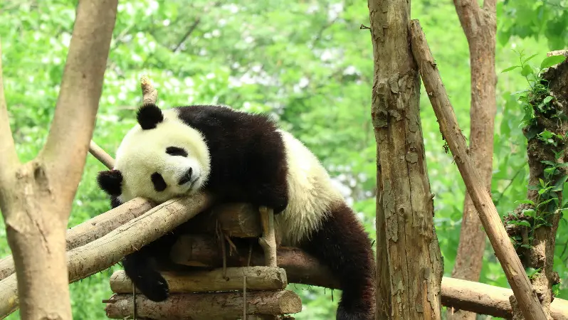 Chengdu,the hometown of giant pandas